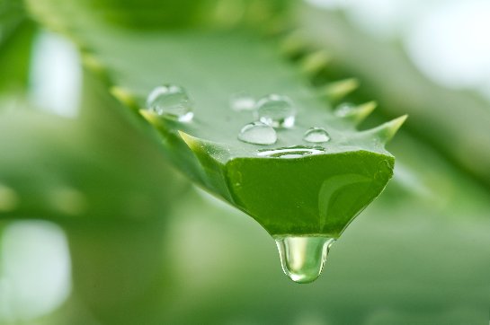 Фото с сайта: aloe-vera-forever.ru