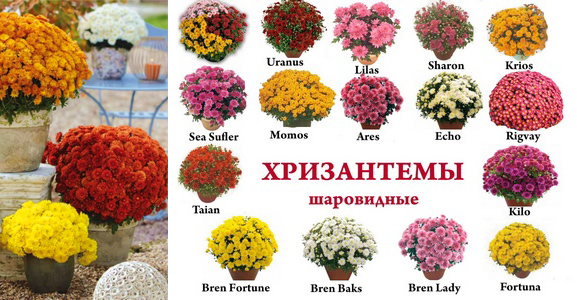 Фото с сайта: flowerslove.com.ua