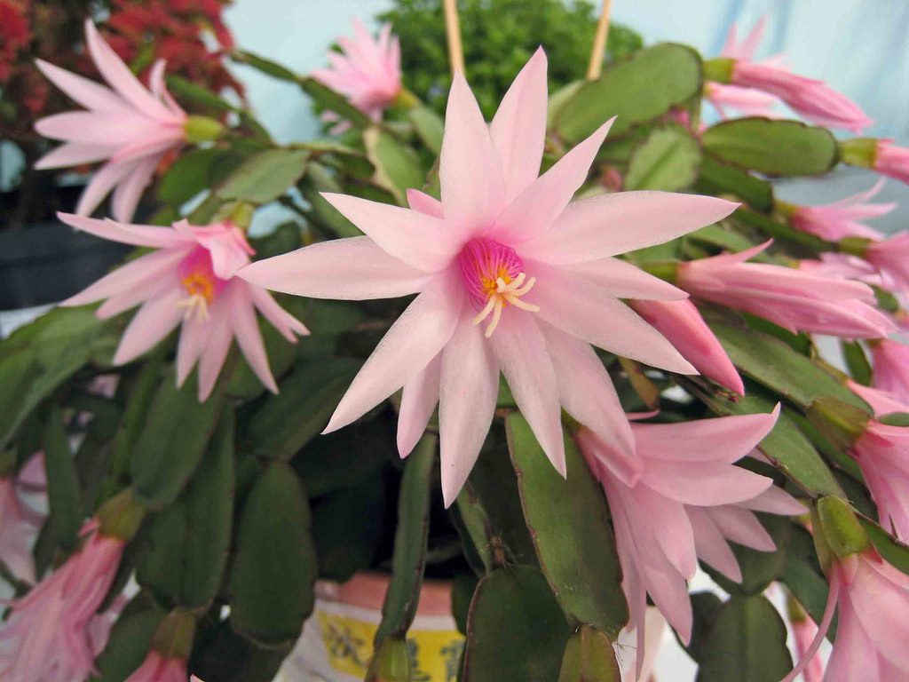 Schlumbergera Gaertneri